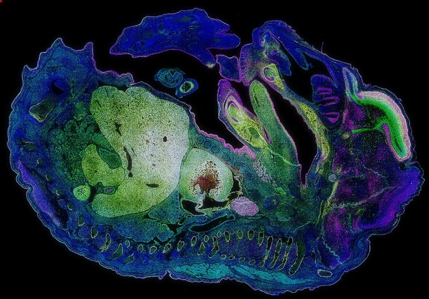 Zdjęcie przekroju zarodka myszy