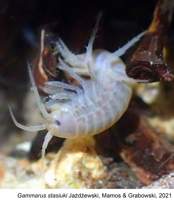 Amphipoda Gammaru Stasiuki