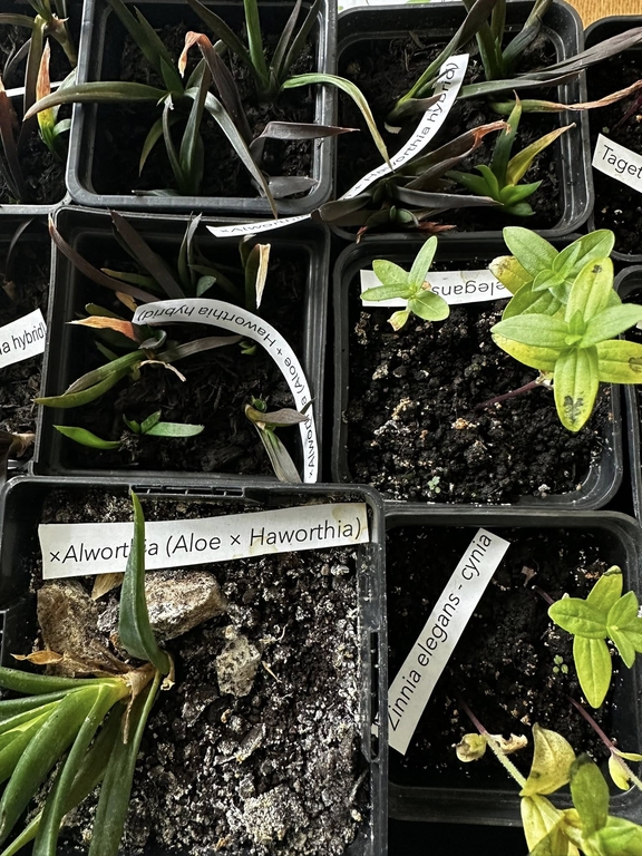 Rośliny na kiermasz, zdjęcie