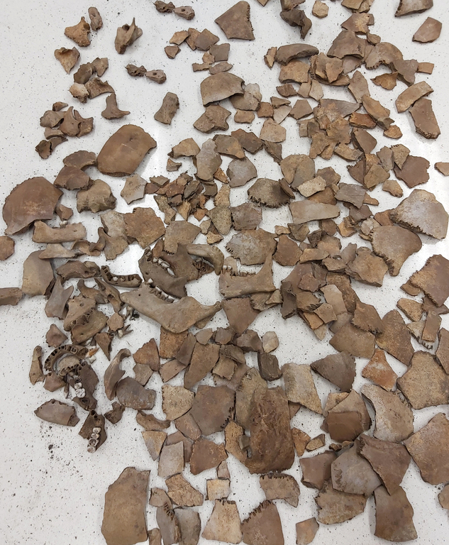 Bone fragments from the anthropological site in Papowo Biskupie Bone fragments from the anthropological site in Papowo Biskupie