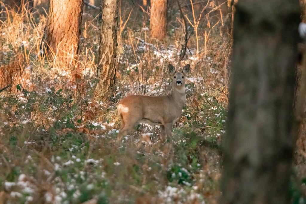 Przyroda w okolicy Spały