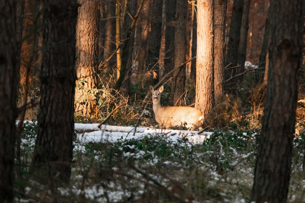 Przyroda w okolicy Spały