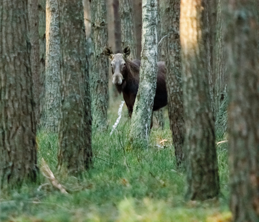 Przyroda w okolicy Spały