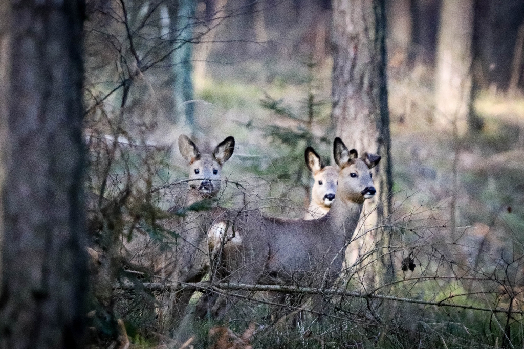 Przyroda w okolicy Spały