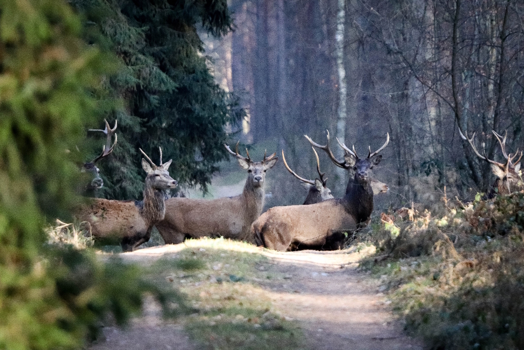 Przyroda w okolicy Spały