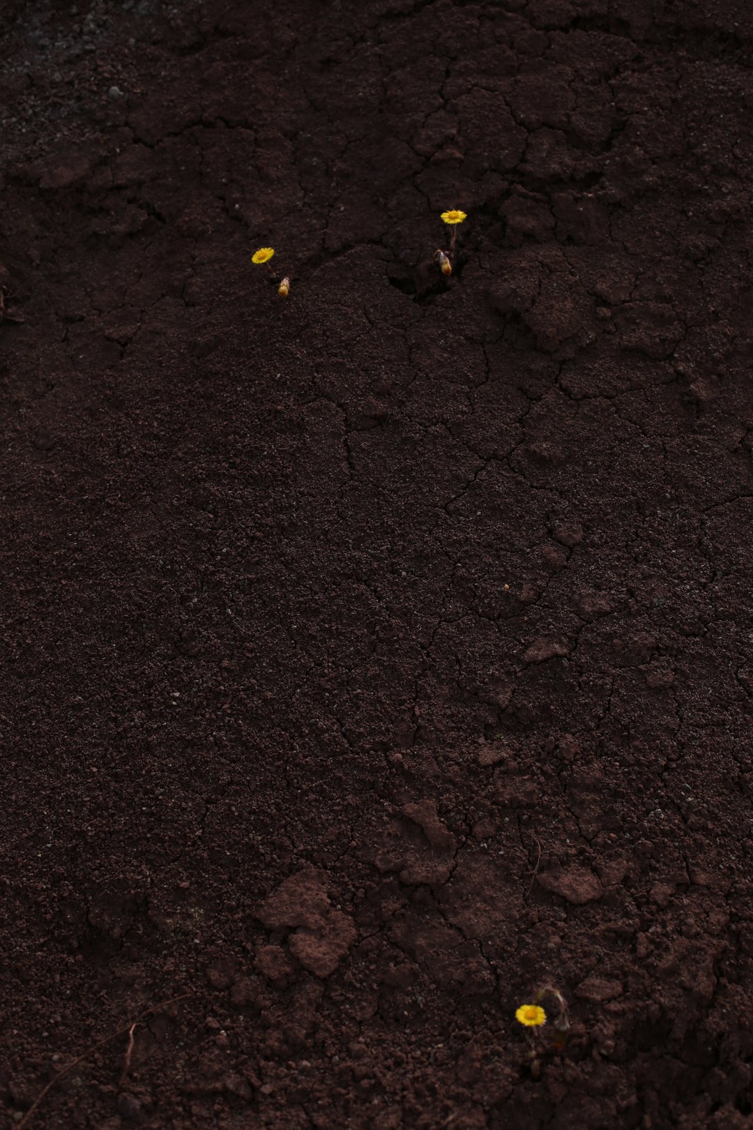 fot. dominika kulczynska