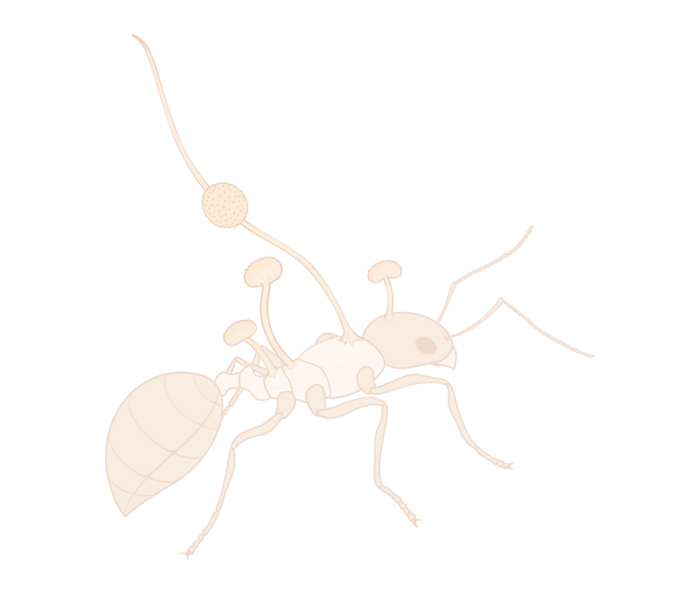 mrówka