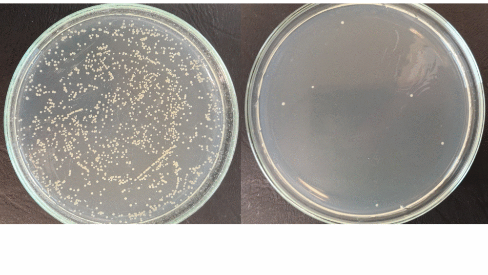Petri dish before and after disinfection