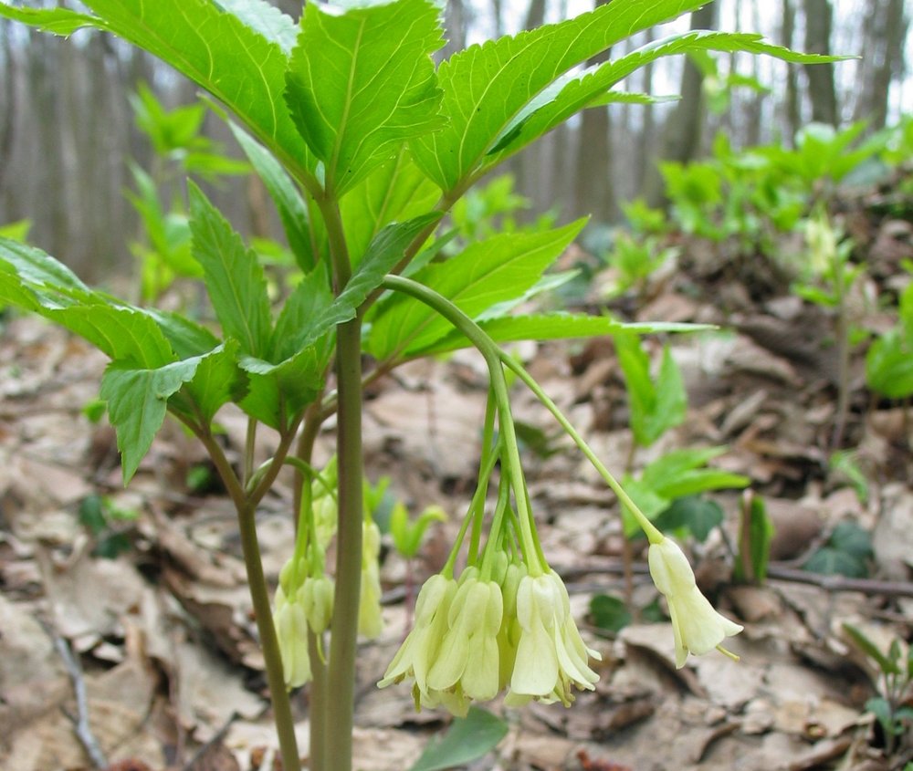 żywiec dziewięciolistny - roślina