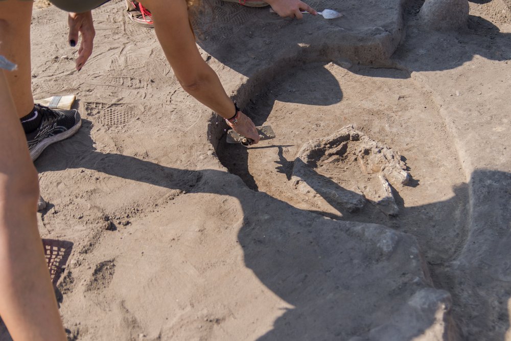 Odsłonięte szczątki zwierzęce w ziemi