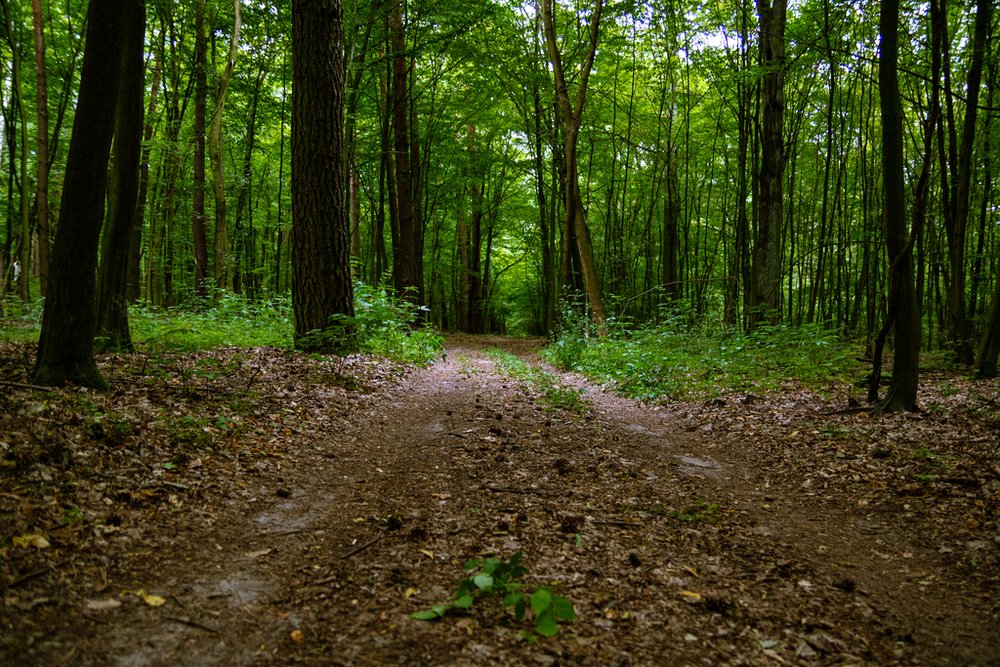 droga w liściastym zielonym lesie