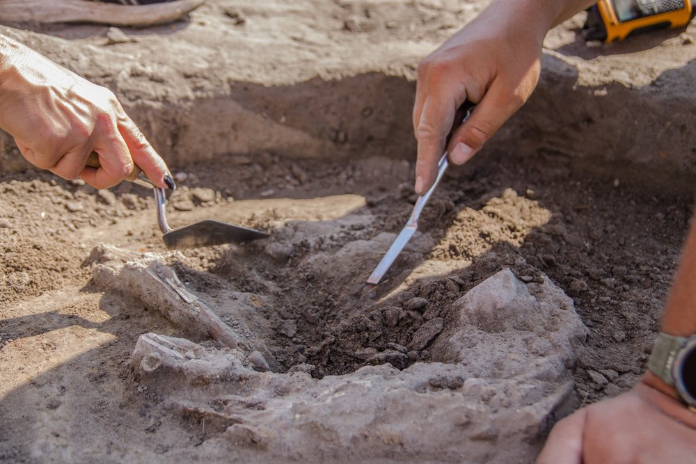 Dłonie eksplorujące kości zwierzęce