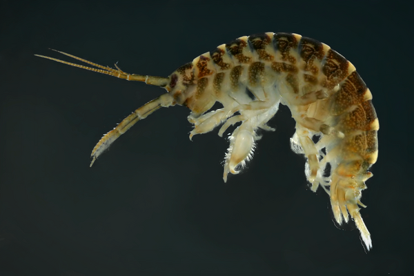 Zdjęcie Dikerogammarus villosus Zdjęcie Dikerogammarus villosus