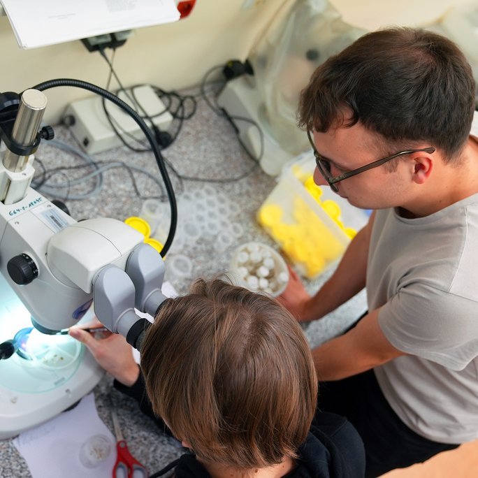 Nowe gatunki muchówek