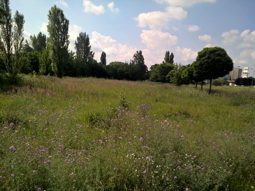 Urban wasteland - meadow in bloom