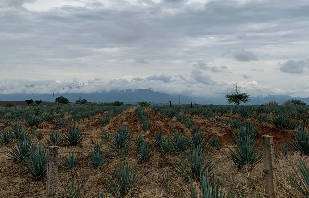 Mexican landscape