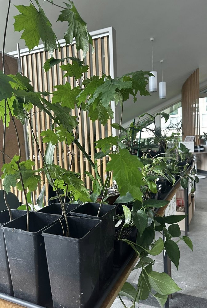 Rośliny na kiermasz, zdjęcie