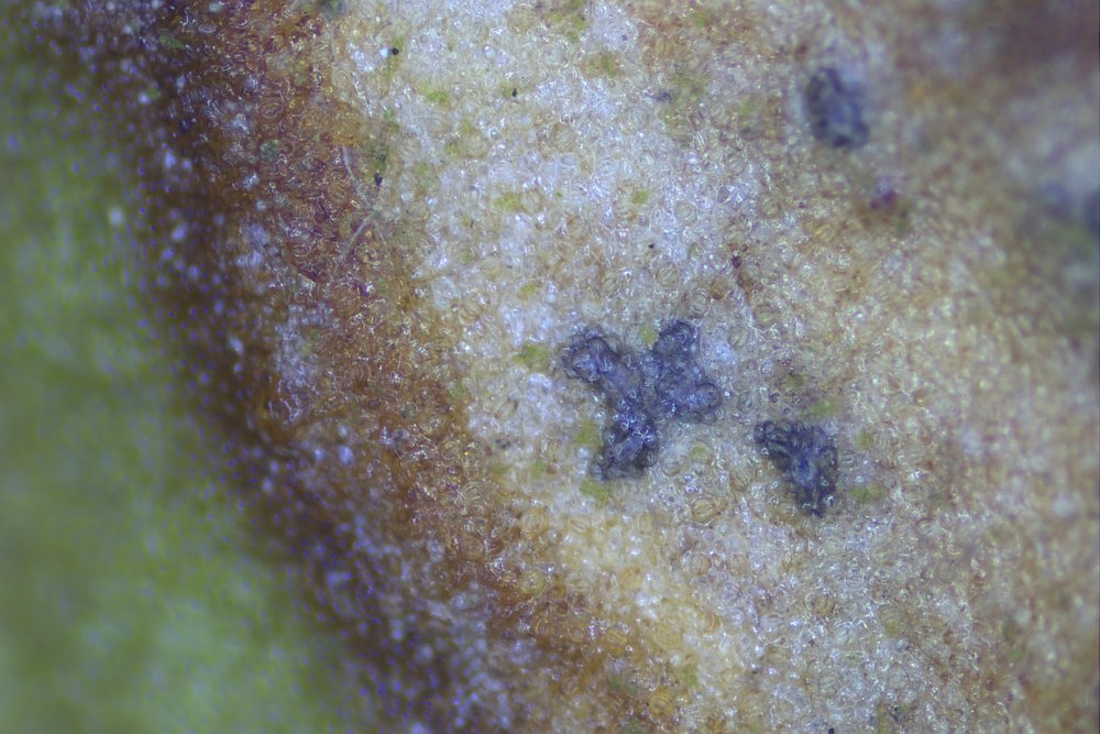 Zdjęcie grzyba Septoria krystynae na lisciu jemioły pospolitej (fot. M. Wołkowycki)