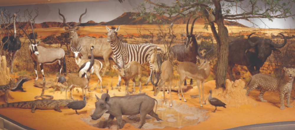 Diorama ze zwierzętami