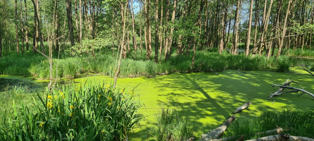 Starorzecze rzeki Grabi w Rokitnicy