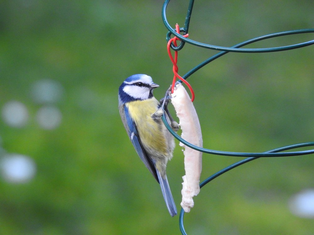 Sikora modra (łac. Cyanistes caeruleus) zjadająca wywieszoną słoninę.
