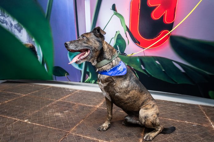 A three-legged brown dog with a blue scarf tied around its neck