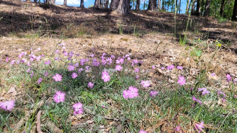 goździk siny - roślina 