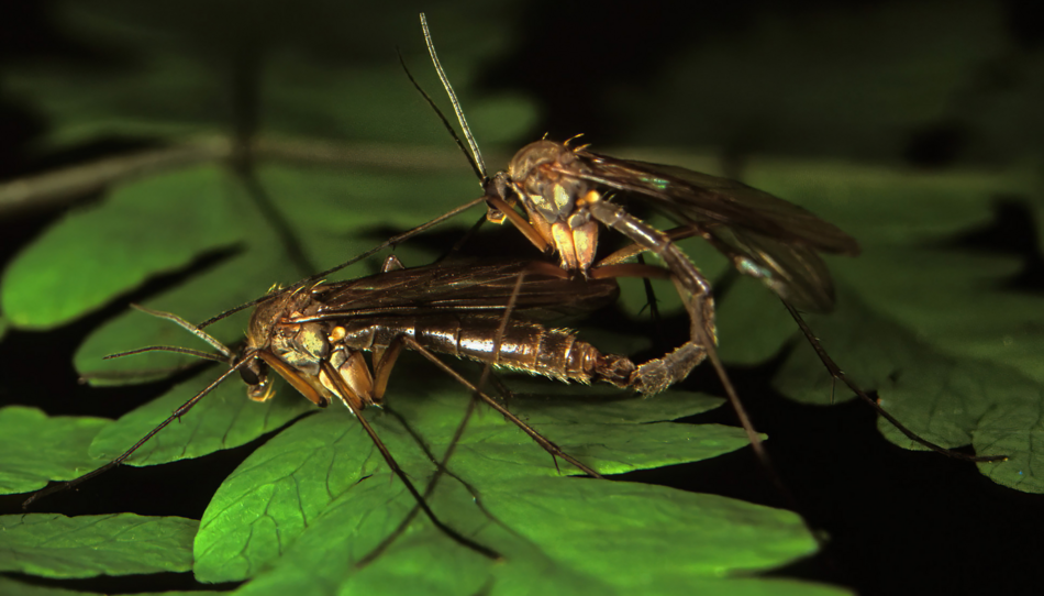 Kopulująca para Boletina trivittata, zdjęcie Kopulująca para Boletina trivittata, zdjęcie