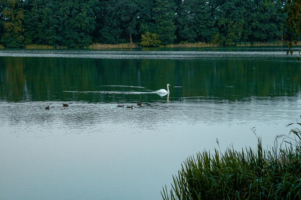 jezioro z łabędziami
