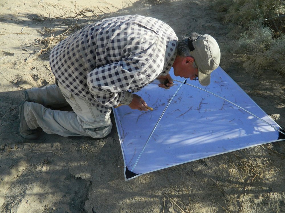 Dr Radomir Jaskuła at the foot of the tarbool, collecting insects and spiders shaken off from the tamarisk shrub (photo: J. Śmiełowski)  