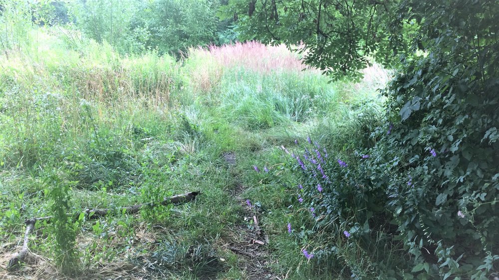 Wild meadow in the city