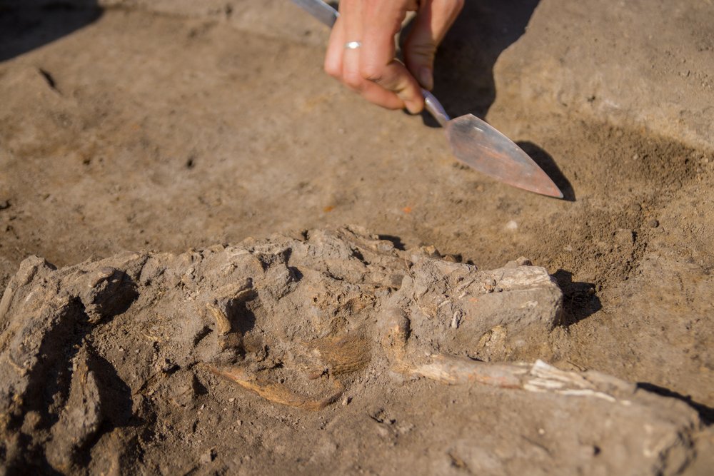 Odsłonięte szczątki zwierzęce w ziemi